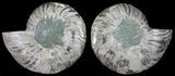 Polished Ammonite Pair - Agatized #54327-1